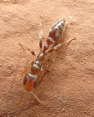 Pseudomyrmex