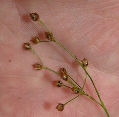 Luzula forsteri