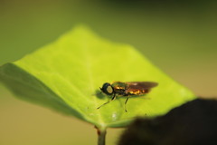 Chloromyia formosa