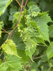 Daktulosphaira vitifoliae