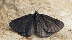 Odezia atrata
