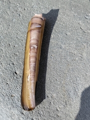 Ensis minor