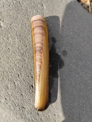 Ensis minor