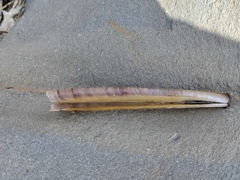Ensis minor