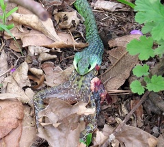 Philothamnus occidentalis