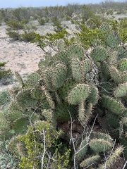 Opuntia strigil