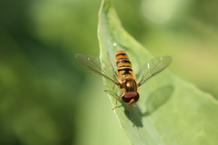 Episyrphus balteatus