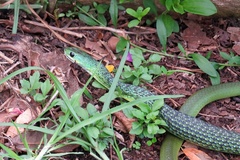 Philothamnus occidentalis