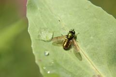 Chloromyia formosa