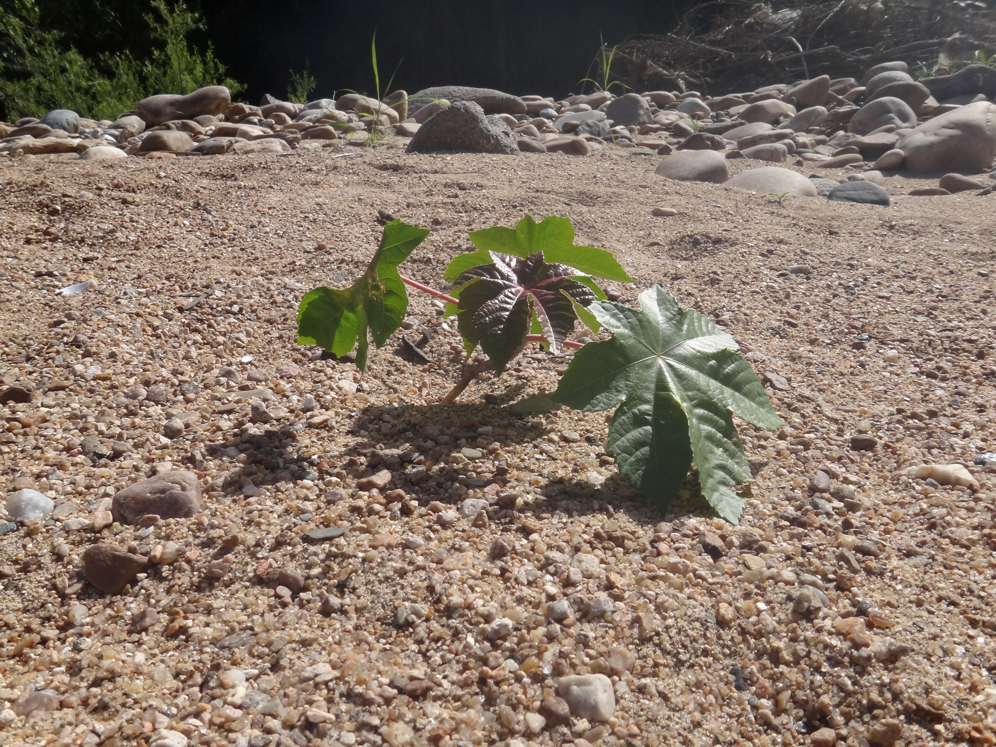 Ricinus communis