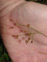 Luzula forsteri
