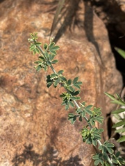 Indigofera nebrowniana