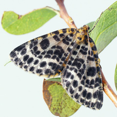 Arichanna melanaria