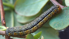 Arichanna melanaria