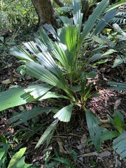 Calanthe formosana