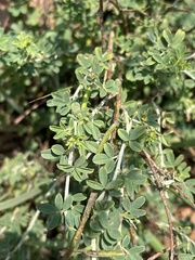 Indigofera nebrowniana