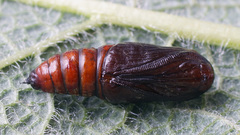 Arichanna melanaria