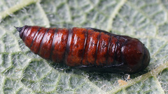 Arichanna melanaria
