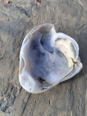 Ostrea edulis