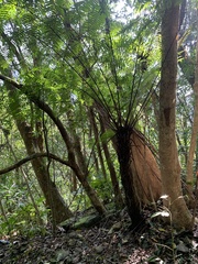 Gymnosphaera podophylla