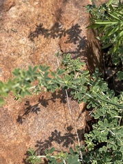 Indigofera nebrowniana