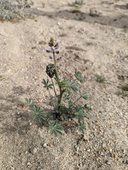 Lupinus arizonicus
