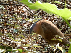 Gorsachius melanolophus