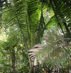 Areca catechu