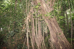 Ficus benghalensis