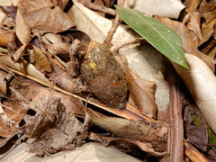 Gorsachius melanolophus