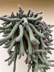 Lobivia silvestrii