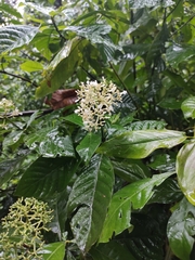 Psychotria carthagenensis