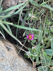 Portulaca amilis