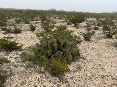 Opuntia strigil