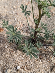 Lupinus arizonicus