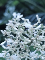 Psychotria carthagenensis