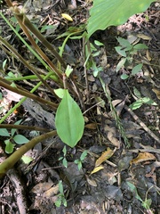 Habenaria pantlingiana