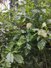 Psychotria carthagenensis