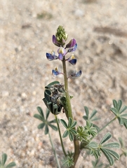 Lupinus arizonicus