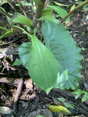 Habenaria pantlingiana