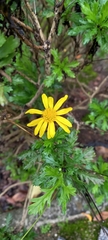 Glebionis coronaria