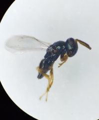 Dirhicnus ramealis