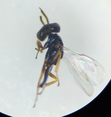 Dirhicnus ramealis