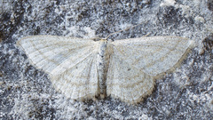 Scopula virgulata