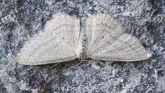 Scopula virgulata