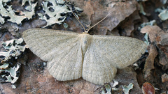 Scopula virgulata