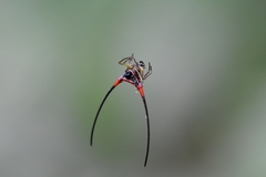 Macracantha arcuata