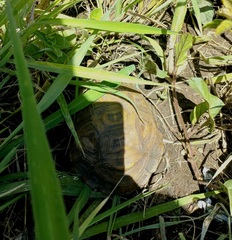 Kinixys natalensis