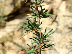 Berberis empetrifolia