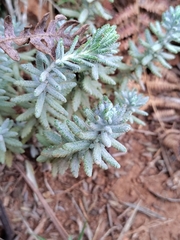 Santolina chamaecyparissus